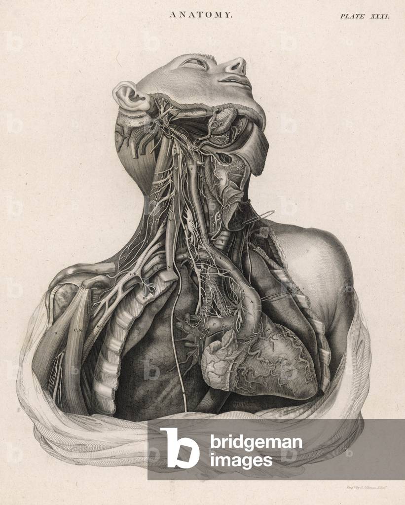 Image of Dissection of upper torso, showing the heart by Aikman, George ...