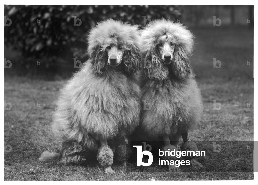 Immagine di Fotografia "FALL/STANDARD POODLE/60" 1960 di Thomas Fall