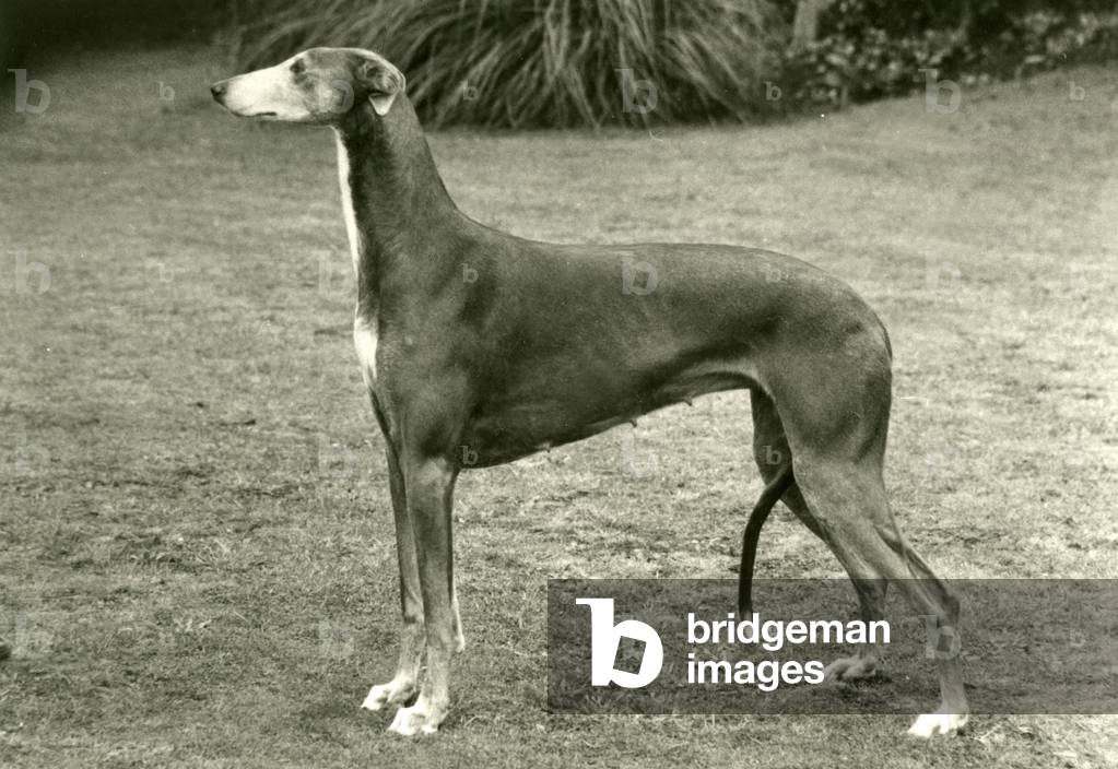 Image of Photography depicting FALL/GREYHOUND/1977 1977 by Thomas Fall