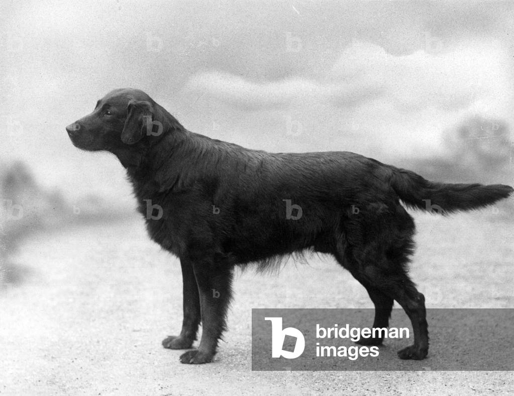 Bild von Fotografie "HERBST/RETRIEVER/FLACH/1939" 1939 von Thomas Fall