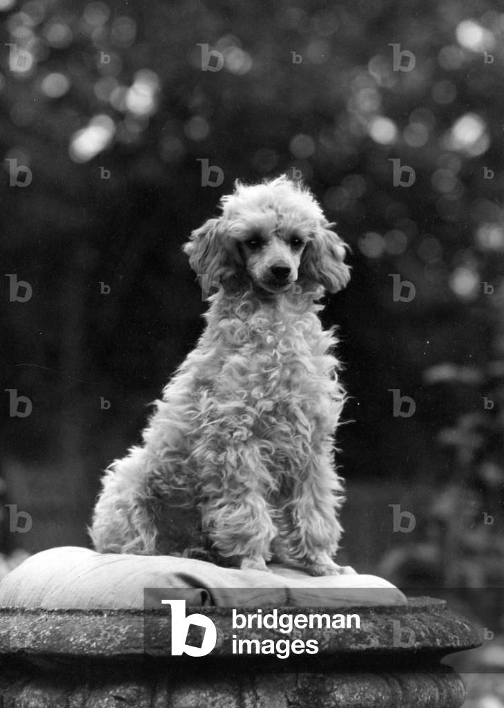 Image of Photography depicting FALL/MINI POODLE/FIRCOT 1948 by Thomas Fall