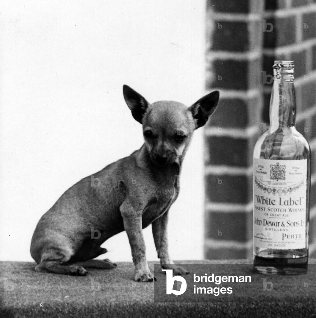 Image de Photographie représentant AUTOMNE/CHIHUAHUA/BOUTEILLE 1953 par Thomas Fall