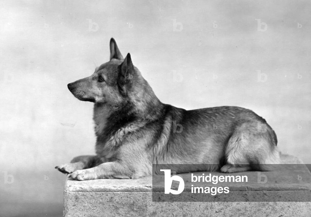 GALLESE CORGI/1949