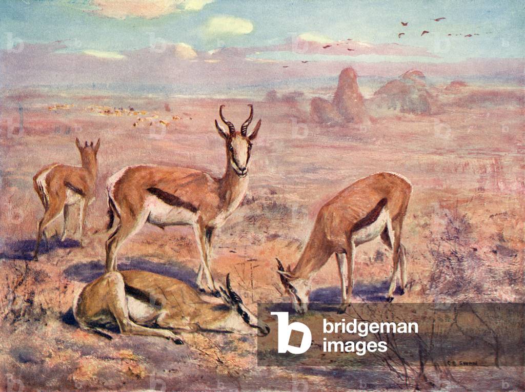 CYGNE SPRINGBOK/CUTHBERT