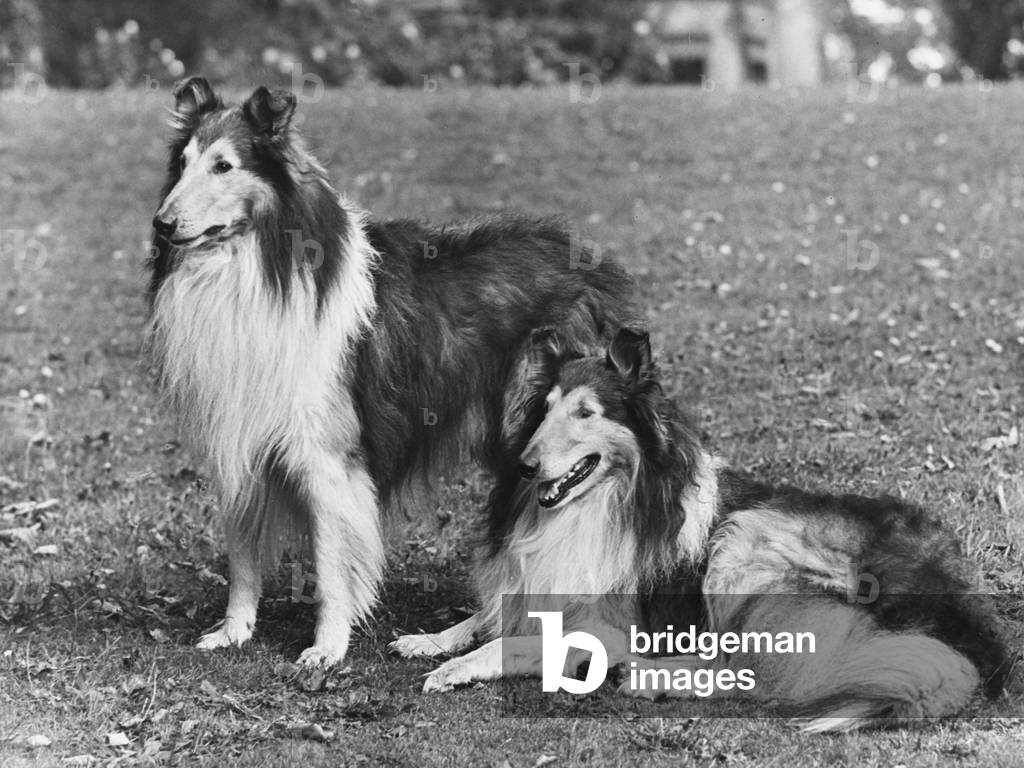 FALL/ROUGH COLLIE/1953