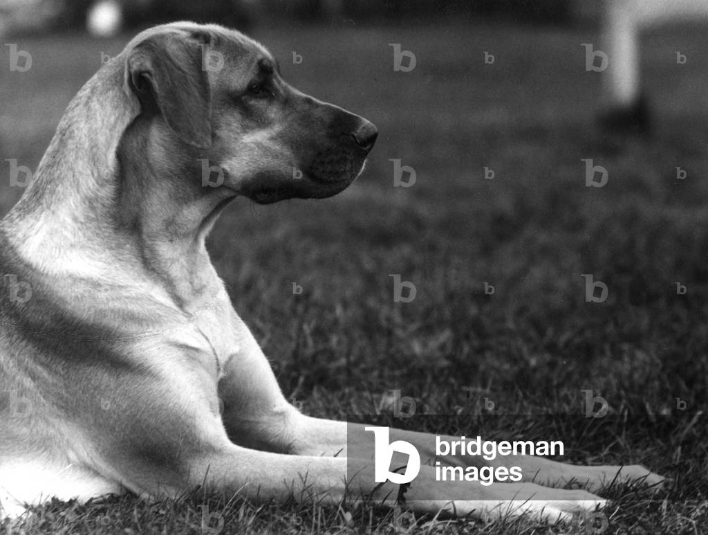 HERBST/DEUTSCHE DOGGE/1934