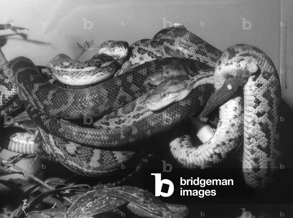 BOAS & PYTHON