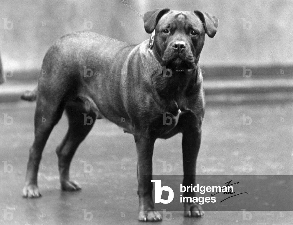 Immagine di Fotografia "FALL/BULL MASTIFF 1938" 1938 di Thomas Fall