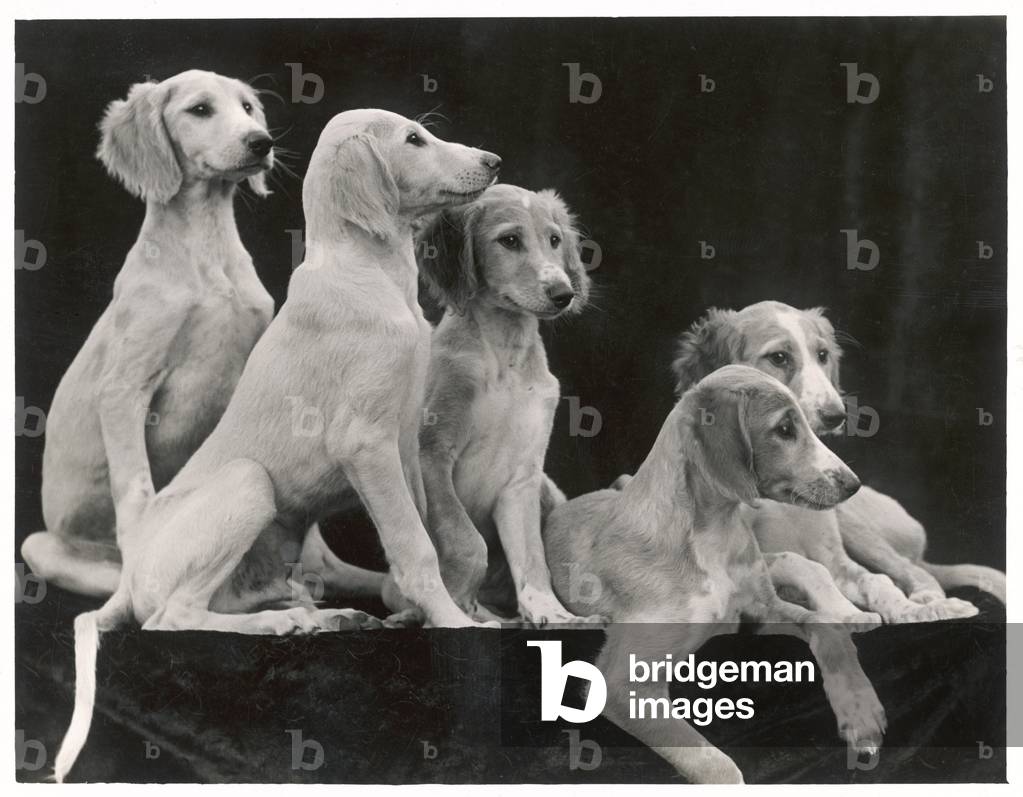 Image of Photography depicting Fall - Saluki - 1934 1934 by Thomas Fall
