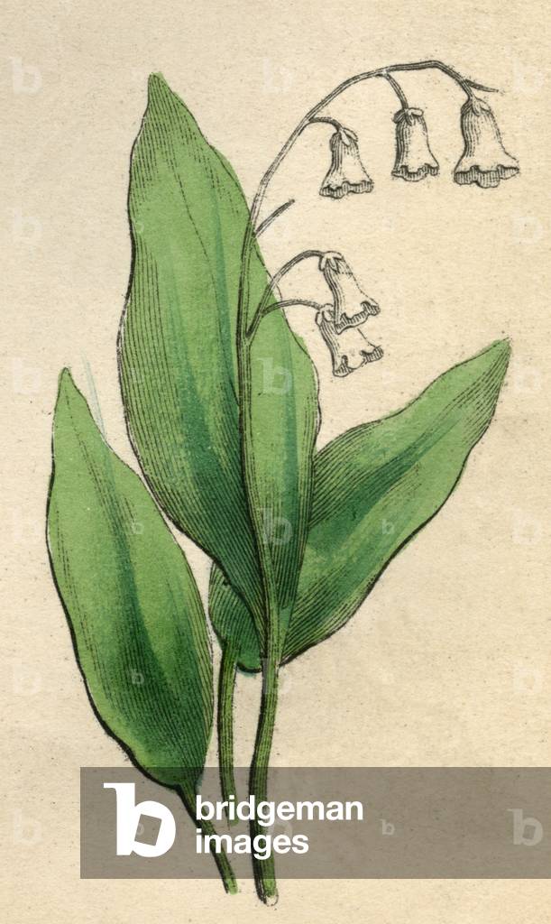 Bild von Druck "CONVALLARIA MAJALIS" 1820 von Edmund Culpeper