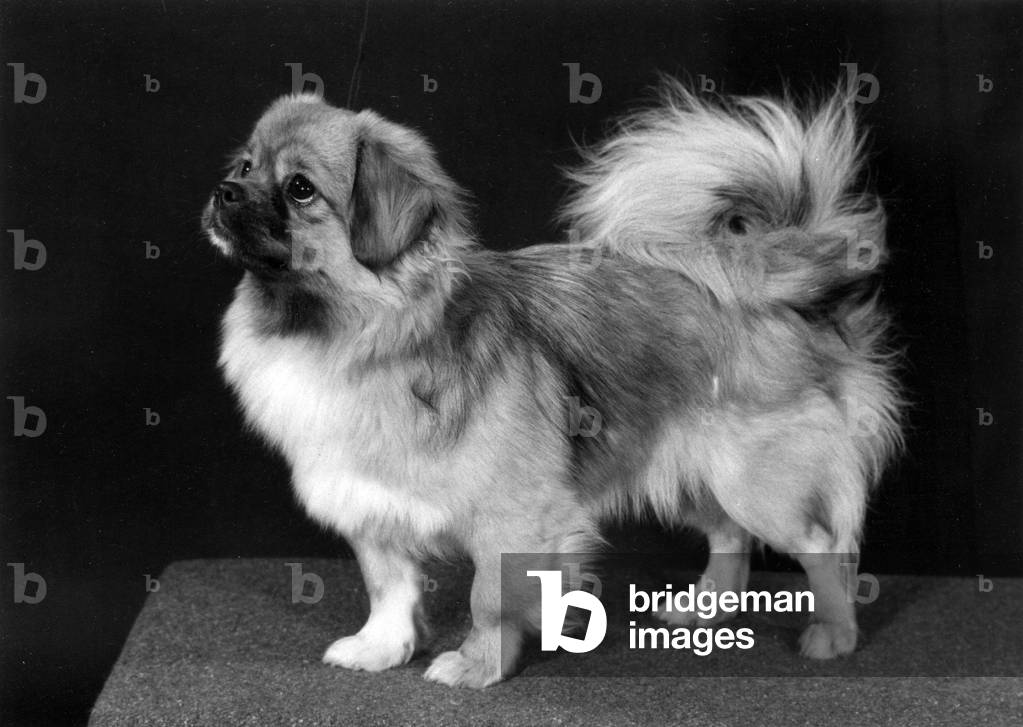 FALL/TIBETAN SPANIEL/'76