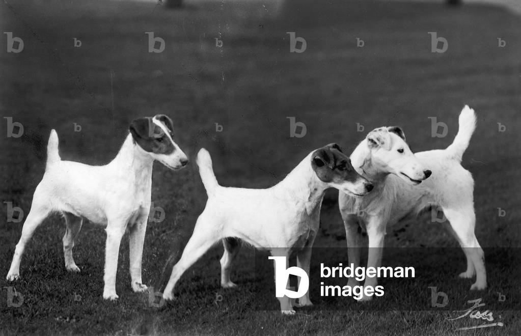 Immagine di Fotografia "Fox Terrier liscio" 1938 di Thomas Fall