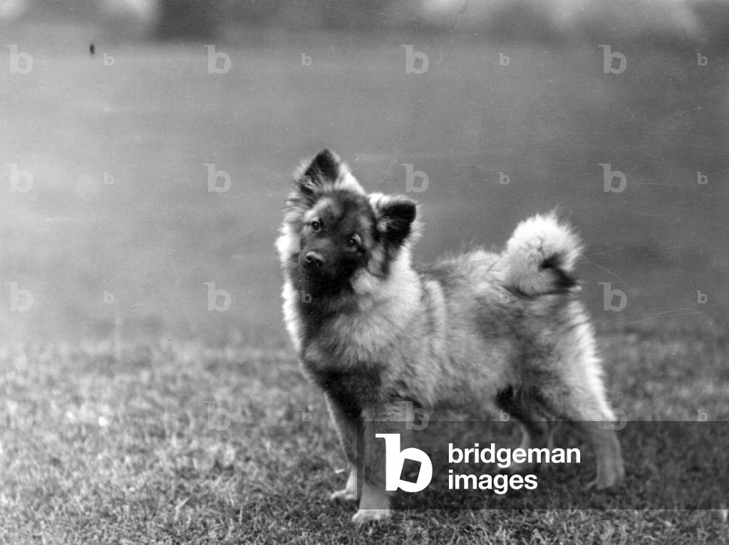 FALL/KEESHOND/1932