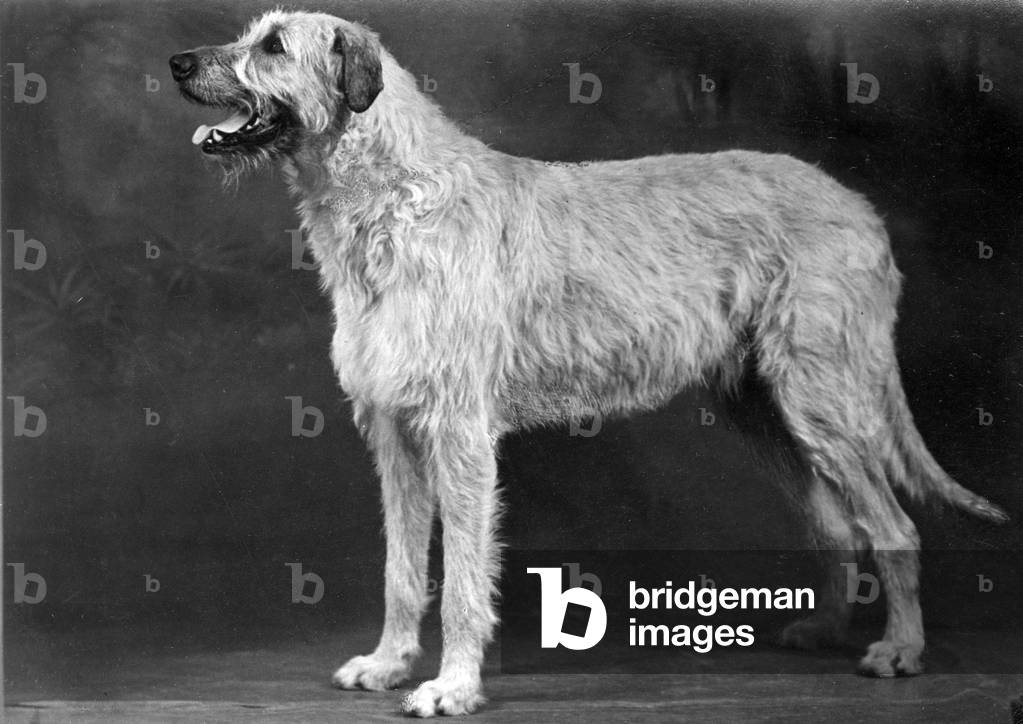 Image of Photography depicting FALL/WOLFHOUND/1952 1952 by Thomas Fall