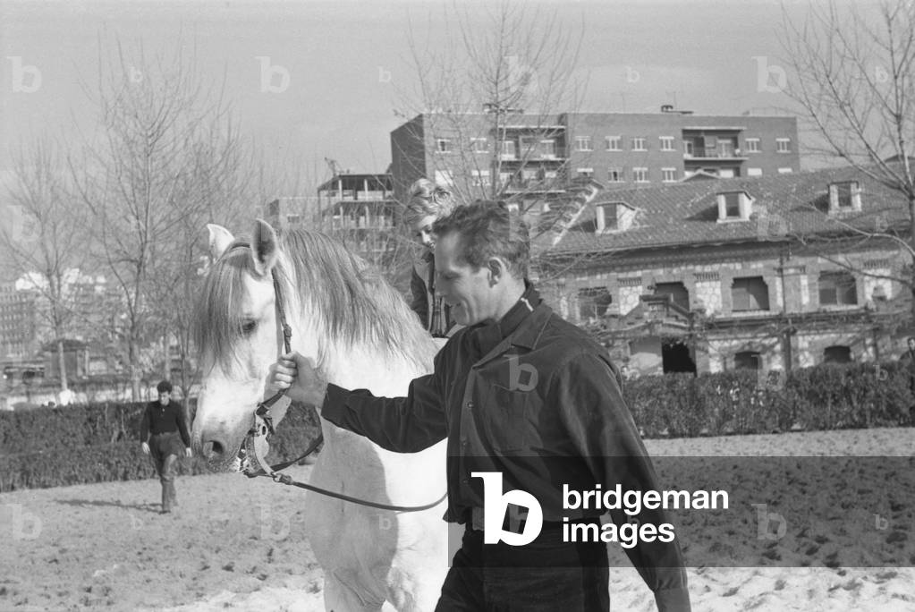 American actor Charlton Heston lunging a horse in a paddock, Lido, Venice, 1960s : Driving A Horse