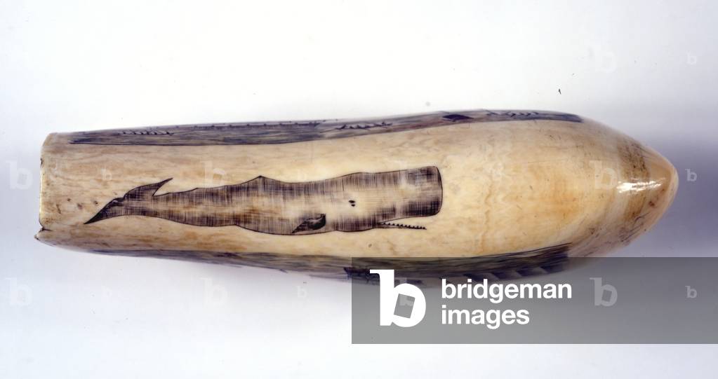 Scrimshaw, Sperm Whale Tooth (ivory)