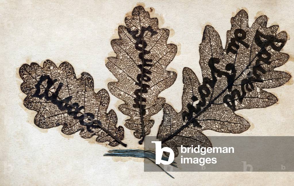 3 decoupeed oak leaves, “Kiss du forehead”, Alsace
