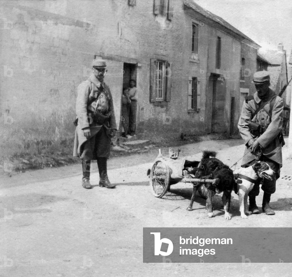 French soldiers with a dog yoke (to carry machine gun), ww1 (b/w photo)