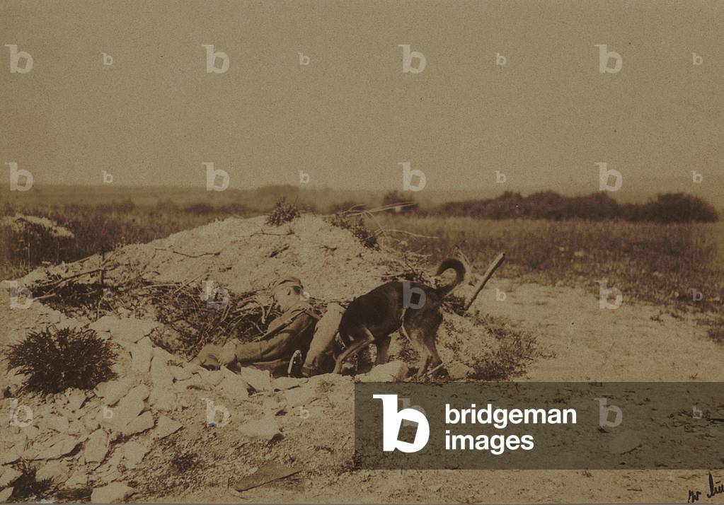 Training of a German sanitary dog 1 (b/w photo)