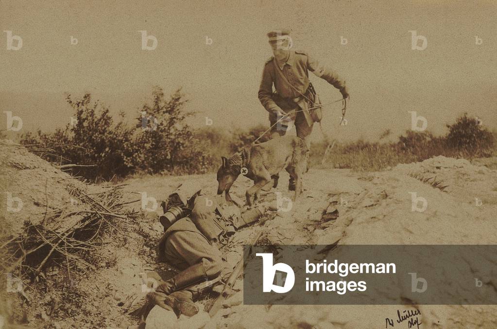 Training of a German sanitary dog 2 (b/w photo)