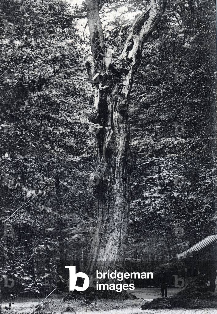 Fontainebleau forest: the “Pharamond”, oldest oak in the forest - Postcard late 19th-early 20th century