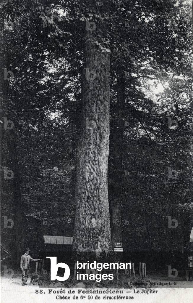 Fontainebleau forest: the “Jupiter””, oak of 6m50 of circonference - Postcard late 19th-beginning 20th century