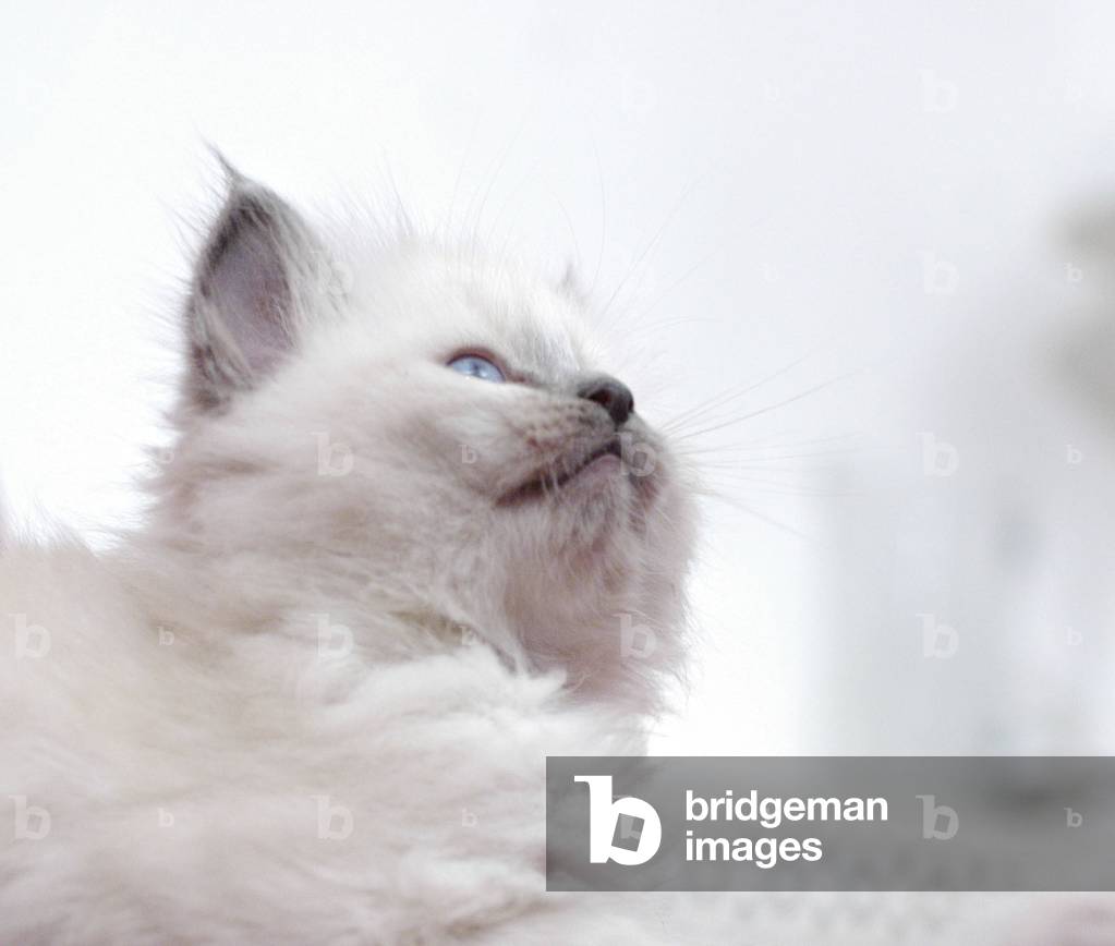 Cat of the Sacred breed of Burma.