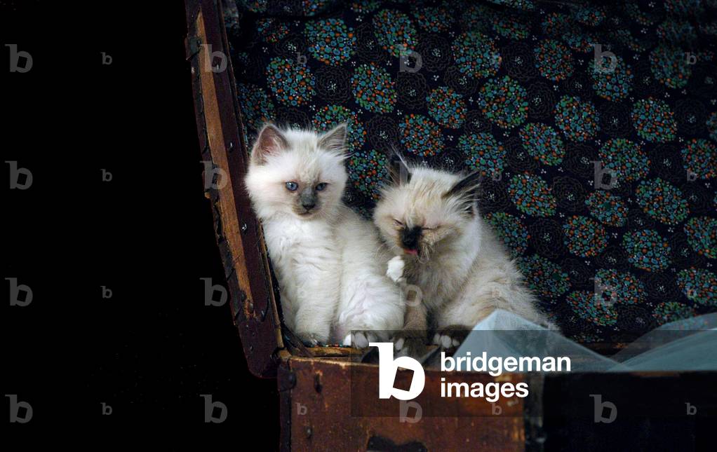 Cat of the Sacred breed of Burma.