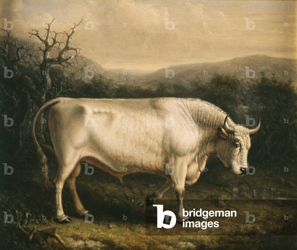 Chillingham Bull, c.1830 (oil on canvas)