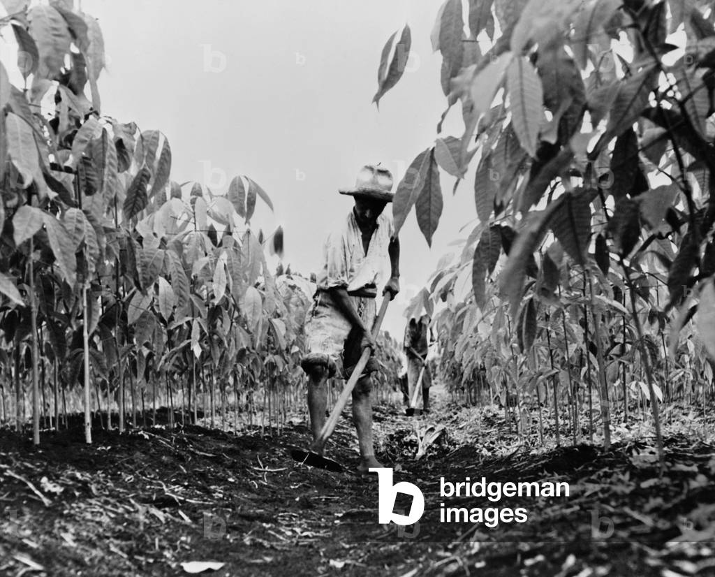 Worker removing weeds with a hoe on a rubber plantation in Guatemala. 1940