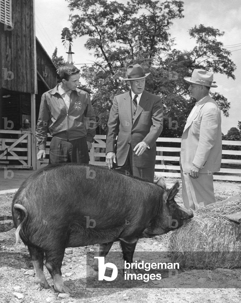 President Eisenhower presented with a Berkshire Gilt pig by a 4-H Club achievement award winner. Gettysburg, PA. June 3, 1955.