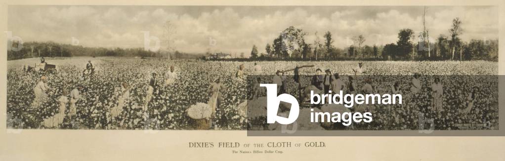 African Americans working in a cotton field, original caption: 'Dixie's field of the cloth of gold. The nation's billion dollar crop', Memphis, Tennessee, photograph by John Calvin Coovert, 1915