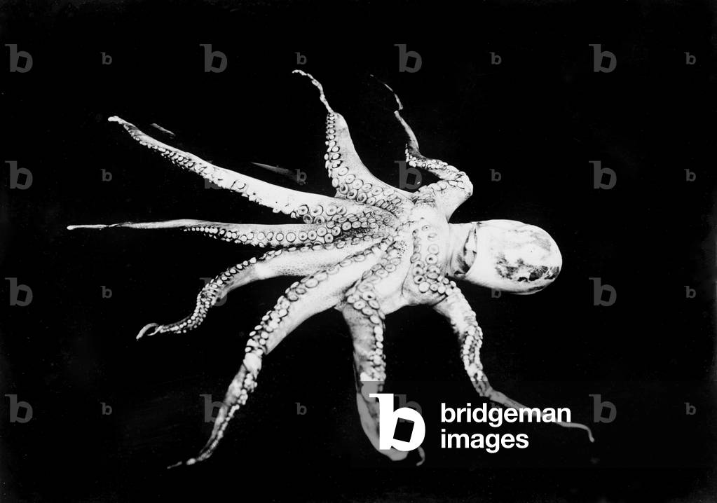 Octopus, photograph c.1898-1916