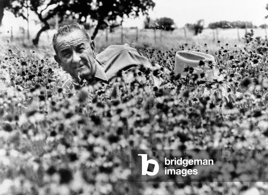 President Lyndon Johnson lying in a field of flower at the LBJ Ranch. Summer, 1966