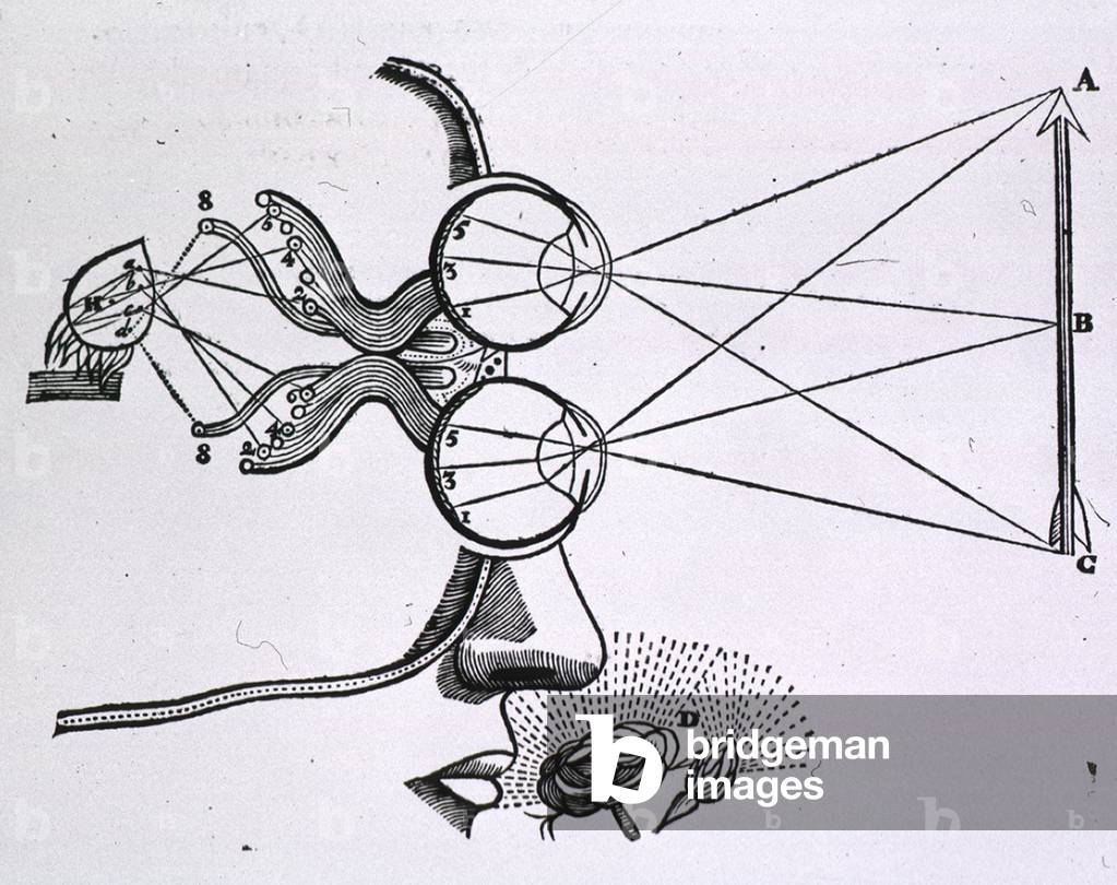 Portion of head with the eyes represented above each other and focused on an arrow; lines extend from the eyes to the mid and terminal points of the arrow; visual receptor portion of the brain is shown, and the sense of smell is indicated by a flower