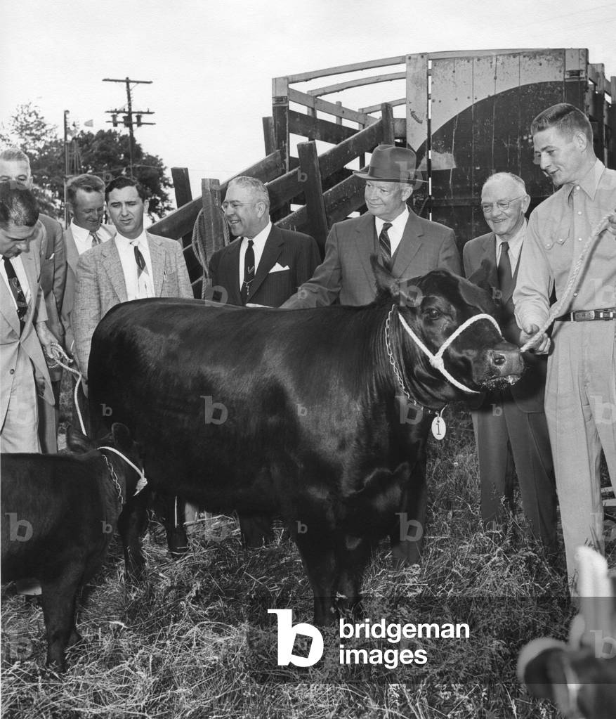 President Eisenhower receiving an Aberdeen Angus cow and calf from the Brandywine Angus Breeders. Gettysburg, PA. June 3, 1955.
