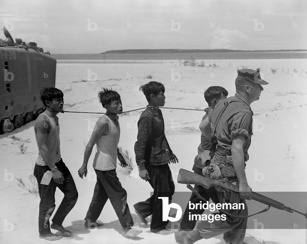 POWS tied together by the neck. Viet Cong prisoners led away for evacuation. The four were veteran fighters with old bullet wounds. July 25, 1965