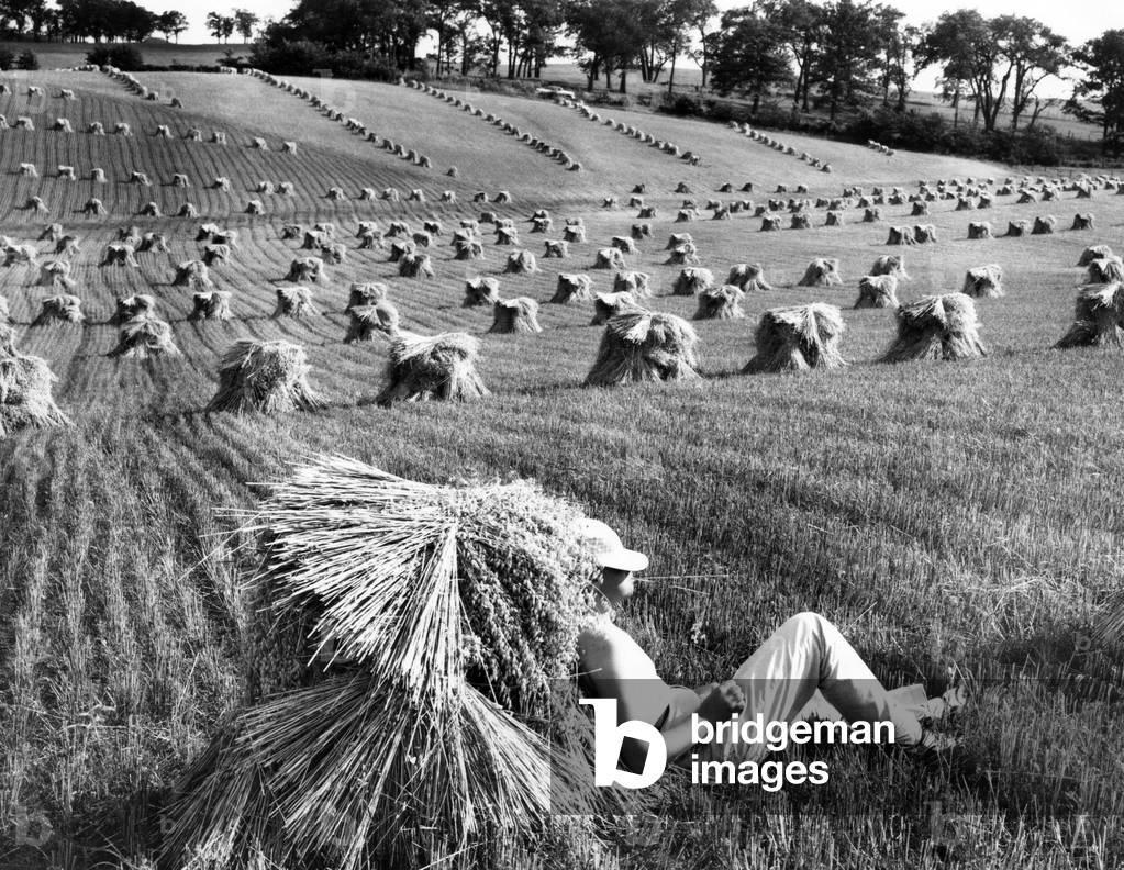 A man lounges around in a wheat field. Date unknown. Courtesy of