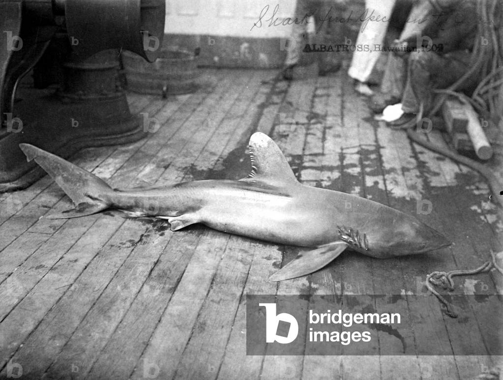 Dead Shark. Hawaiian Islands, 1902
