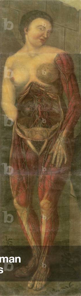 Anatomical study by Jacques Gautier d'Agoty, 1752 (painting)