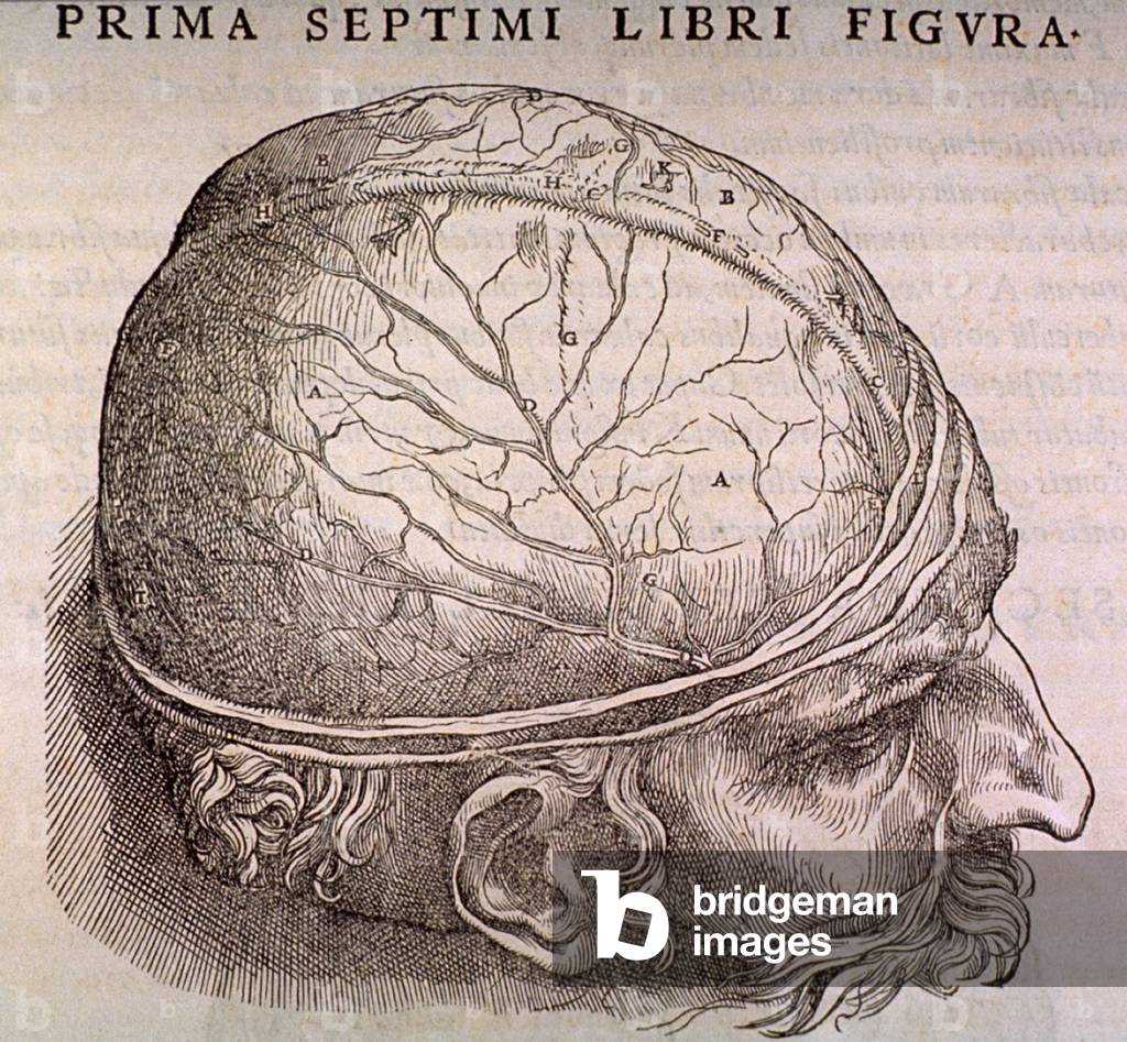 Brain Plate, showing the duramater, the outermost membrane covering the brain, from the classic anatomical treatise, DE CORPORIS HUMANI FABRICA (On the Structure of the Human Body), by Andreas Vesalius (1514-1564), in 1543