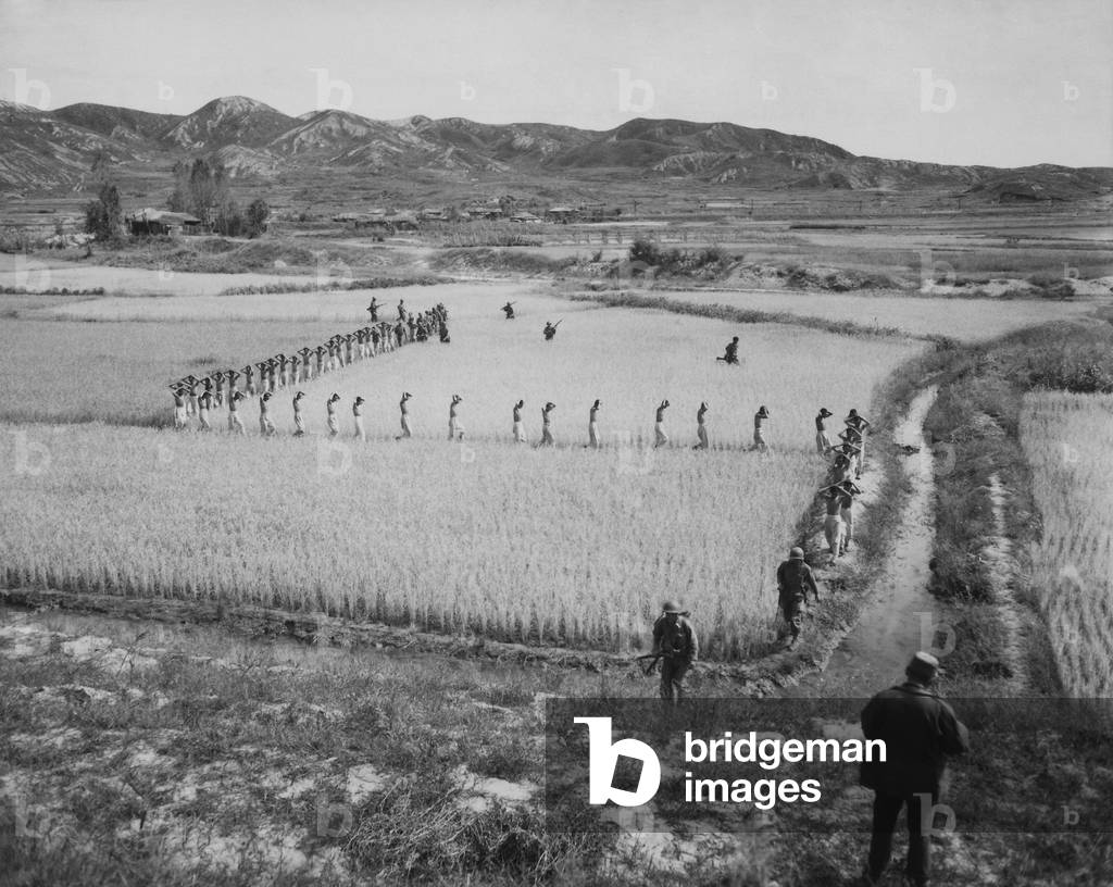North Korean prisoners, taken by the Marines in a foothills fight, march single file across a rice paddy. 1950. Exact date/location unknown. Korean War, 1950-53
