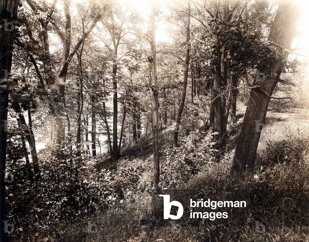 A picture of the forest in 1925, caption reads 