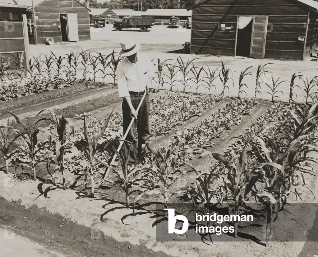 Garden at the Fresno Assembly Center, a detention center for Japanese-Americans in 1942. The facility was populated from May 6 to October 30, allowing time to see a garden bear fruit before their removal to a World War 2 internment in Jerome, Arkansas