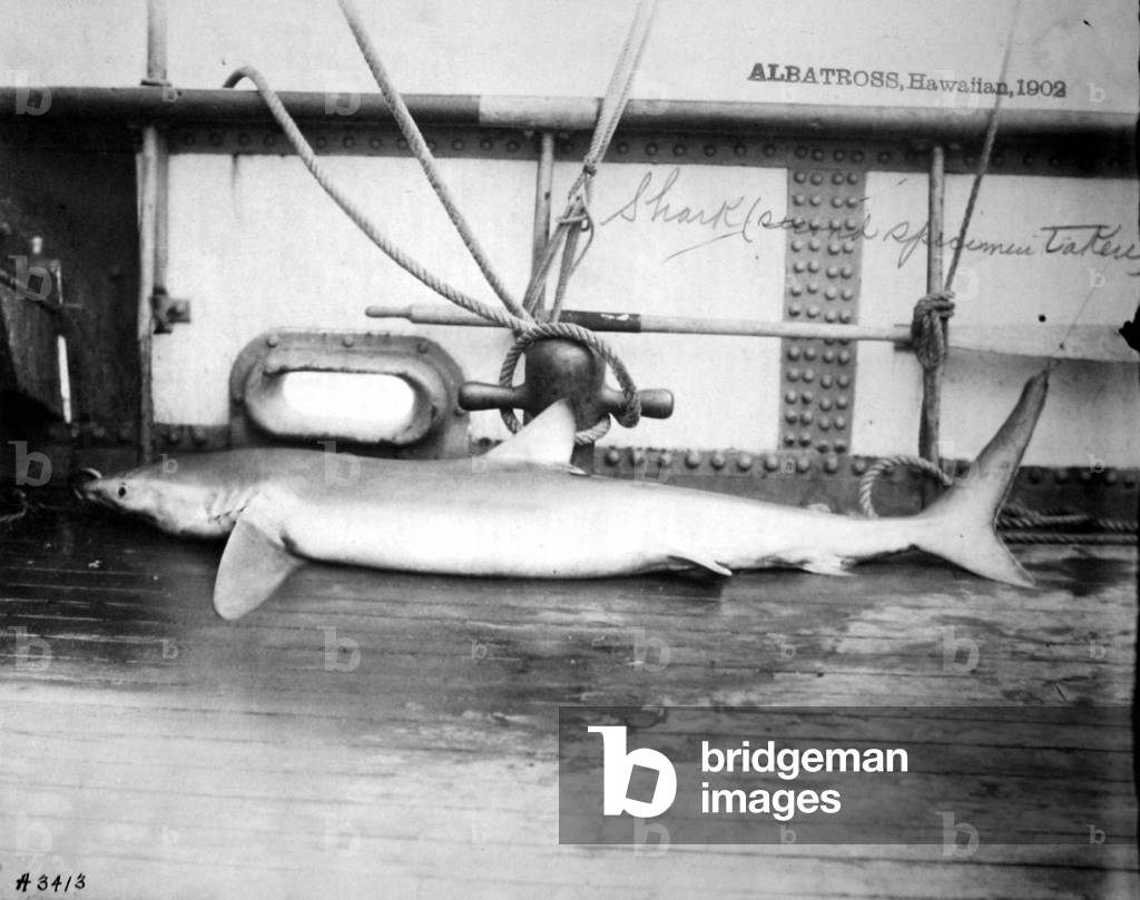 Dead Shark. Hawaiian Islands, 1902