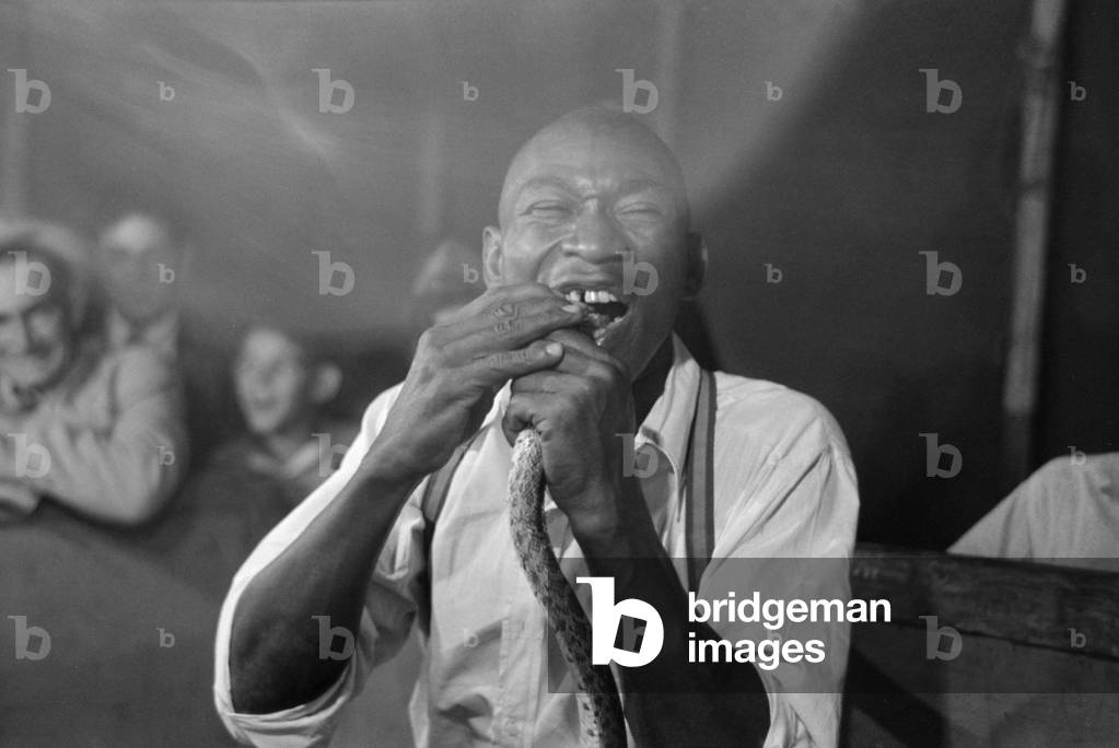 Geek biting the head of a snake at a sideshow, Louisiana State Fair, 1938