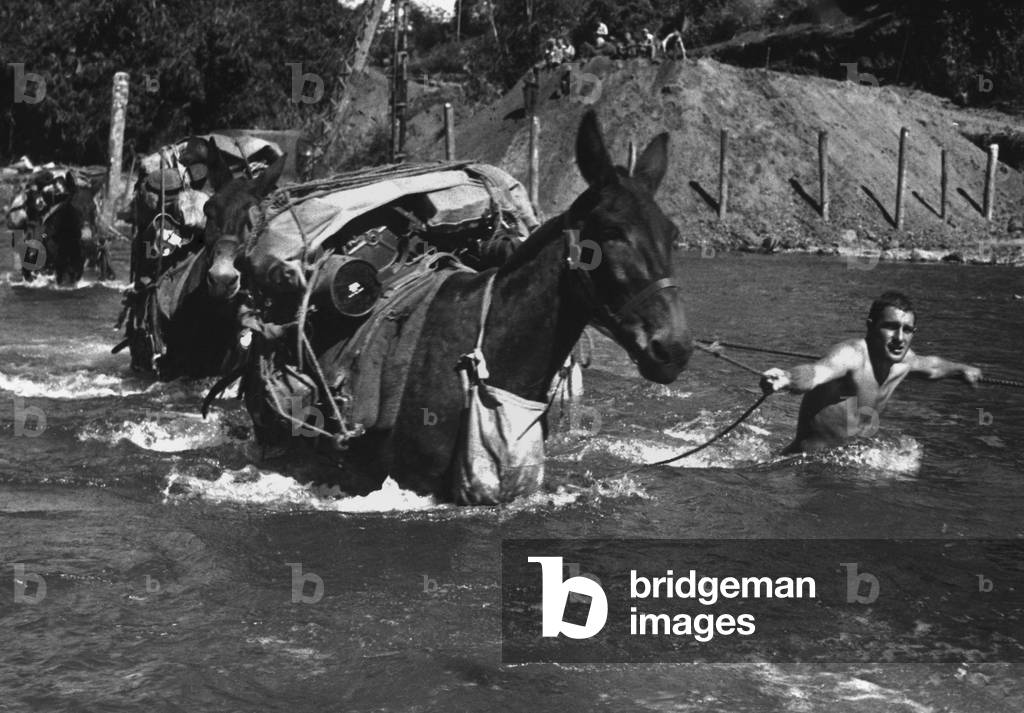American soldiers lead pack mules through a swift river enroute to Bhamo, Burma. The Mule skinners were attached to 2nd Battalion, 475th Infantry, Mars Task Force, during World War 2. Nov. 17, 1944