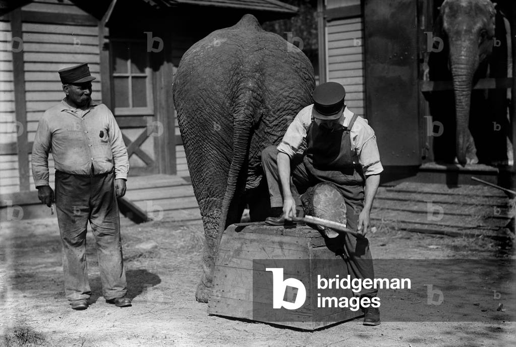 Manicuring an elephant, in Central Park, New York City, circa early 1900s.