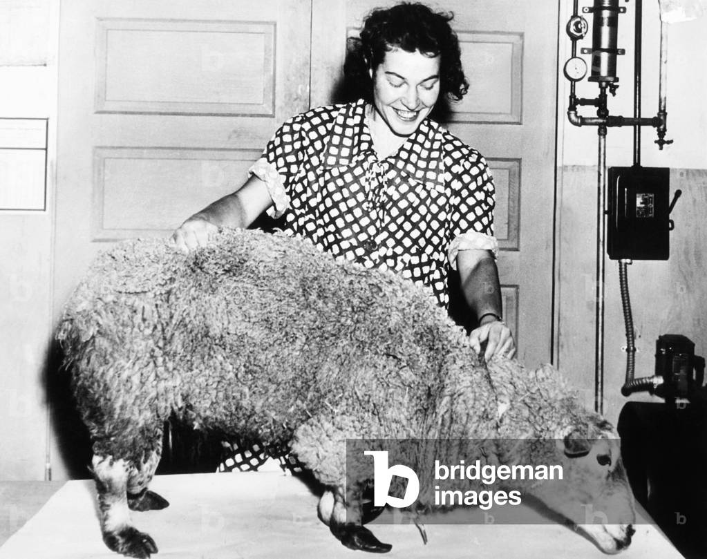 Stuffed Ancon Ram, with abnormally short front legs, Dec. 4, 1938. In 1791 a natural mutation occurred producing a male lamb with a incredibly short of front legs. Within several generations, farmer Seth Wright created a new breed, the Ancon sheep. Charles Darwin deduced some of his theories in THE ORIGIN OF SPECIES, from the Ancon story