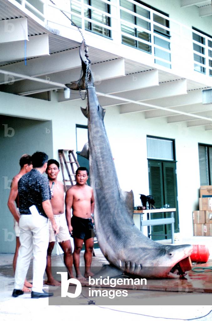 Dead shark. 14-foot, 1200 pound tiger shark caught in Kaneohe Bay, Oahu, Hawaii. c. 1966